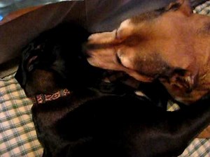 Pit Bully Love: Dogs French Kissing