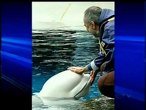 Raffi Remembers Kavna - the Whale that Inspired 'Baby Beluga'