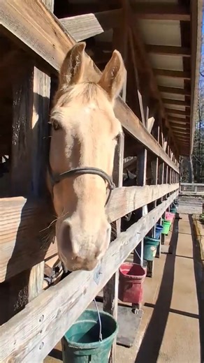 2.2K views · 62 reactions | Giving the Horses Water | Cades Cove Riding Stables (The National Park's stables in Cades Cove) | Facebook