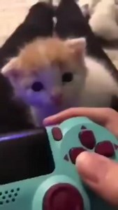 228K views · 8.3K reactions | . . . . . . . #cursedcats #cursedcat #animalmemes #sadcats #catlife #bongocat #catfeatures #cats_of_world #catloversclub #catmemes #cat #cattos #catsofinstagram #catmeme #cattomemes #wholesome #catvideo #chonk #cats #politecat #memes #cats_of_instagram #sadcat #wholesomememes #funnycat #funnycatmeme #politecat #funny #cutecat #catsofinstagram #catlovers | 홐홣홪홨홪홖홡 catto posting | Facebook