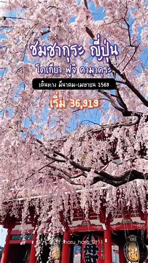 🇯🇵 #ทัวร์ญี่ปุ่น โตเกียว 🌸 ชมซากุระ 6 วัน 4 คืน 💸 เริ่ม 36,919.- ✈️ เดินทาง มี.ค.-เม.ย. 69 🔥รีบจองก่อนเต็ม 📱 ทักหา #ยักษ์ทัวร์ ที่ @yaktour ได้เลย . 📲สอบถามโปรแกรมทัวร์ จองทัวร์ เช็คที่ว่าง Line : @yaktour ☎โทรศัพท์ (จ-ศ เวลา 09.00-18.00 น.) 082-203-994 086-408-9824 086-384-4045 02-0776809 #YAKTOUR #เที่ยวต่างประเทศ #โปรไฟไหม้ #เที่ยวหยุดยาว #พาเที่ยว #โปรแกรมทัวร์ราคาถูก #ยักษ์ทัวร์ #ทริปเที่ยว #ทัวร์ราคาถูก #เที่ยวกับทัวร์ | Yaktour ทัวร์ในประเทศ ทัวร์ต่างประเทศ แพ็กเกจทัวร์สุดคุ้ม