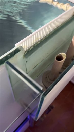 Reef Minuto on Instagram: "Sistema bean animal com overflow box funcionando. #aquarismo #aquariofilia #reefminuto"