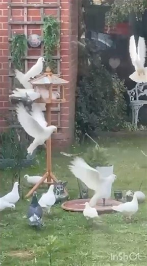 Happy Winter Birds 🦅 |Backyard Bird Joy | #WinterBirds #BirdFeeding #backyardbirds