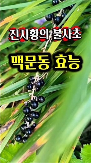 Qin Shi Huang's elixir of life, Ophiopogon japonicus #Ophiopogon japonicus #Ophiopogon japonicus ...