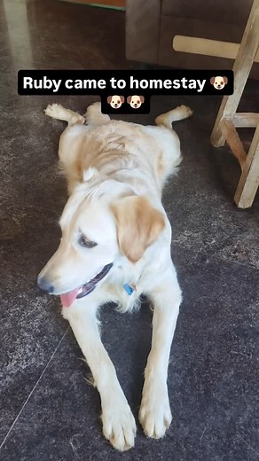 3.3K views · 341 reactions | Ruby came for homestay ♥️ . . . . . #pets #pet #dogs #petsofinstagram #dog #dogsofinstagram #animals #cats #petstagram #cute #love #cat #puppy #doglover #doglovers #catsofinstagram #instadog #petlovers #dogstagram #dogoftheday #animal #instagram #doglife #puppylove #catlover #puppies #of #catstagram #petshop #ilovemydog | Vidya Rowdy Minchu Piscu | Facebook