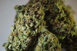 Blueberry Cheesecake | Marijuana Strain Reviews