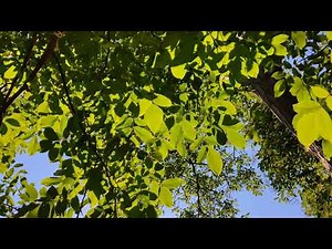 Morning Alarm Sound Wake Up. Relax Morning Alarm Ringtone Music. Ringtone for morning.