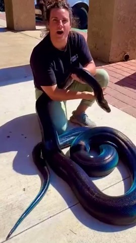 Wild Animals Enjoying Their Most Playful Moments