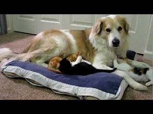 Cute adorable kittens snuggling with dog