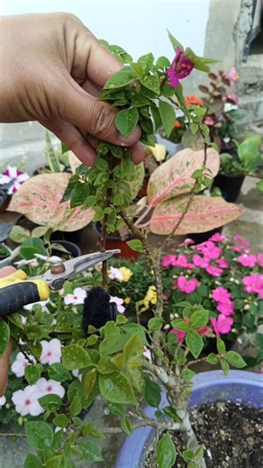 Bougainvillea plant propagation from cuttings 🌱