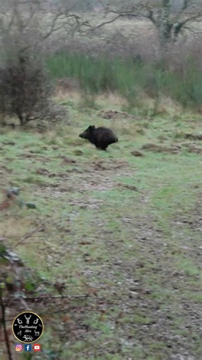 Perfect Shot on a Running Wild Boar!