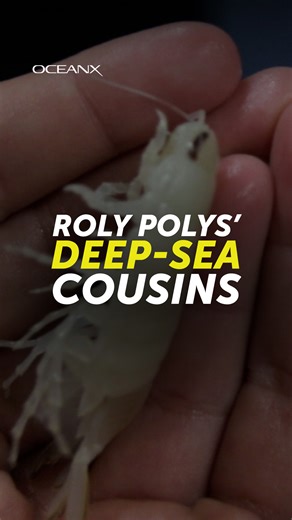 Isopods are the deep-sea cousins of roly polys, or pill bugs. These crustaceans are deep-sea scavengers who play an important role in recycling energy. Though they’ve been around for hundreds of millions of years, this species wasn’t observed until 2019, when researchers from the School of Marine and Atmospheric Sciences (SoMAS) at Stony Brook University and the Cape Eleuthera Institute joined OceanX on an expedition to explore biodiversity in the deep waters of the Bahamas. Scientists at the Un