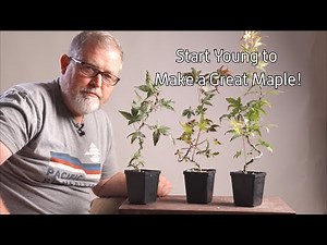 What To Do with Young Japanese Maples