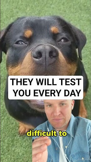 Rottweilers need training or they become difficult to manage and push boundaries