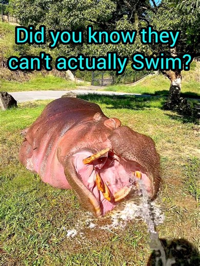 Why do Hippopotamus love water? #shorts #hippo #wildlife #animals