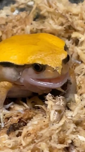 Galaxy Exotics on Instagram: "Into the ✨HONK✨ of it! 🎶Into The Thick Of It! - The Backyardigans Hognose snakes are rear fang venomous, causing a reaction similar to that of a bee sting (in MOST cases; some people are more/less allergic than others). I am OKAY, I am not allergic to their venom. Please be cautious when handling hognose snakes if you are unsure of your reaction to their venom. - Follow our tiktok and socials below! LINKTREE IN BIO 📺TikTok: https://tiktok.com/@galaxyexotics (Copy