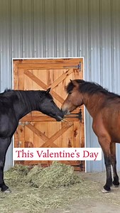 💕This Valentine’s Day, surprise your special someone with a beautiful day on the farm, surrounded by cuddly rescued animals. Enjoy a romantic tour of Sweet Farm, a nonprofit regenerative farm and sanctuary that is home to 150 rescued animals, working hard to feed our community. During this intimate tour, you’ll stroll hand-in-hand through beautiful pastures overlooking Seneca Lake, meet adorable and friendly farm animals, and learn about how you can help us promote love and respect for the plan