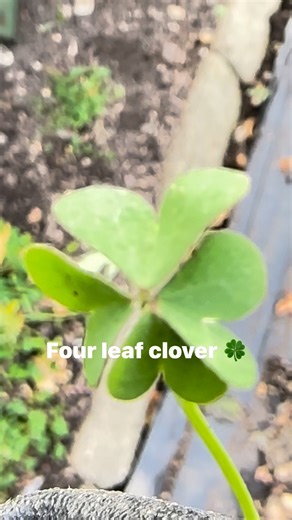 Very rare that we can find four leaf clover 🍀 this is my very first time finding four leaf🍀#clover #fourleafclover #lucky | Mimi Turan Ferrer