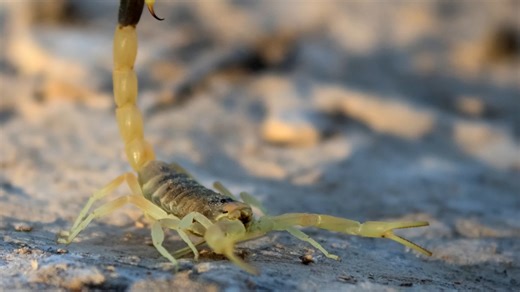 This scorpion lives in the deadliest desert on Earth