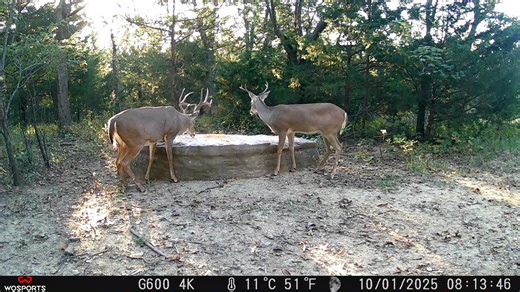 Copperhead Ridge, Wosports.us Charlie's Rock videos from the past week thanks to Linda Grissom who braved the rough terrain to change cards for me this week. Let me tell you this is no small feat. Since the acorns are falling like rain, the deer haven't eaten as much corn this week. #trailcamera #whitetailbucks #wosports #trailcameras #wildlifeplanet #bigbucks #wildlifeonearth #wildlife | Grissom Wildlife Outdoors
