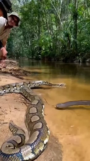 Paython vs electric eel 😲🤯 #animals #wildlife | Lalit Kumar