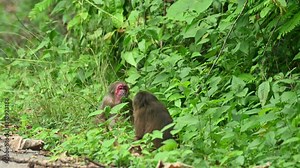 Stump-tailed Macaque, Macaca arctoides; two individuals at the edge of the jungle sitting on the grass, eating something and looking around, walk away on fours as they go out of the frame.