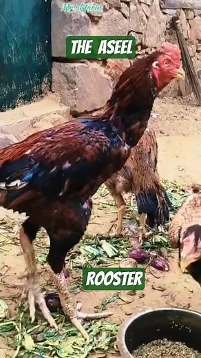 Aseel murga: The Rooster 😱😱 #Shorts #Deen ki bate #shamo #shoqeen log🥰🥰