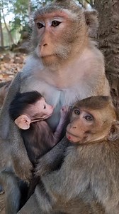 #reelsfb #leo #wildlife #animals #rainbow #libby #monkey #cuteanimals #luno | Review Monkey