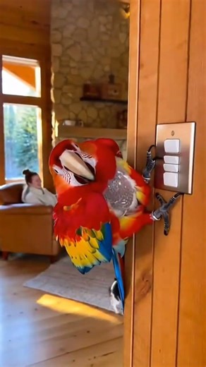 Parrot the mechanic got into trouble again #funny #talkingparot #parrot #birds
