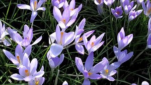 Download crocus, lovely purple flowers in early spring for free