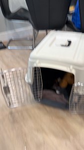 #fyp #dogtraining #dogtrainingtips | Lucky Dog Training Club