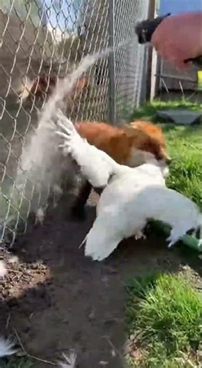 The red haired thief had to be dragged away by force #shorts