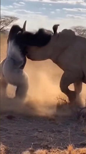 This Gorilla vs Rhino Fight Was Pure Chaos…#animals #shorts #gorilla