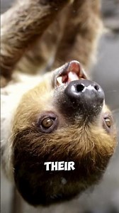 Sloth’s Extreme Slow Life 🦥😮 || #animalfacts #sloth @AnimalMysteries-YT