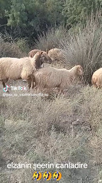 varli_dilenci (@yaz_az_yazmirsan_itil_az)’s videos with orijinal ses - 💥BREND_VIDEOLAR💥