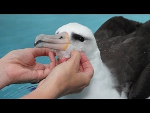 Laysan Albatross at the Monterey Bay Aquarium