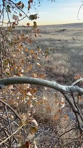 3.8K views · 98 reactions | 8 point buck 25 yards | WhiteBoot Warriors | Facebook