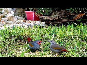 Bird aviary release : Yellow winged pytilia