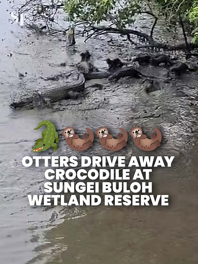 🦦: 2 🐊: 0 A romp of otters was seen driving away a crocodile at Sungei Buloh Wetland Reserve. This comes as an earlier face off between the animals was captured by an avid wildlife spotter on March 22. #animals #otter #crocodile #singapore