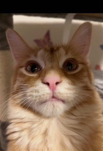 The best “derpy pet” pics wins! Before joining a comp make sure its the pinned video! if it isnt, then that comp is over! the pinned video is an ongoing comp! #funny #pet #comp #fyp #cute