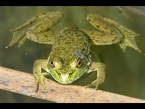 Baby American Bullfrogs!