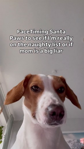 Calling Santa Paws because mom keeps saying I’m naughty and I need the TRUTH 😤📱 #dogmemes #dogreels #relatable | Dino & Ruby