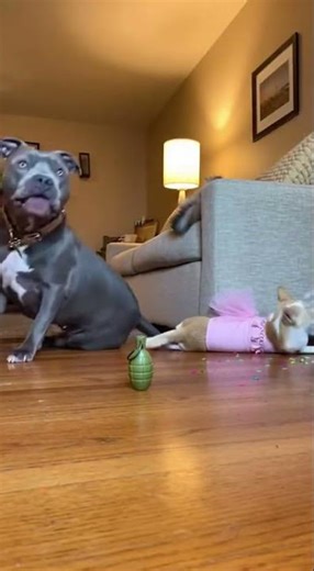 🎬🐾 Pets Pretend to Get Blasted by a Toy Explosion Like Movie Actors #shorts #funny #pets