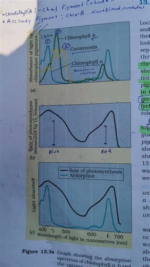 Absorption Spectrum of Chlorophyll | Class 11 Biology | Photosynthesis in Higher Plants
