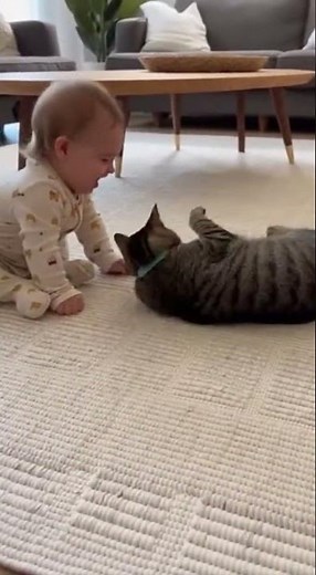 Tabby cats are good companions for taking care of babies