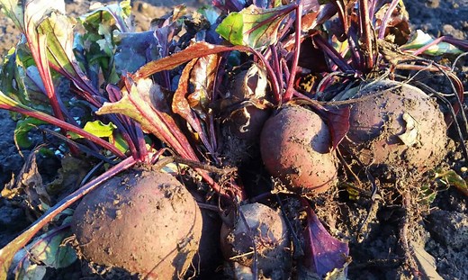 30 Edible Root Vegetables For Your Garden