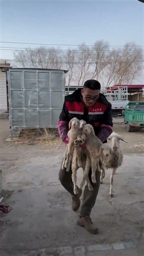 Sheep new baby born 🐐 #sheep #farming #animals