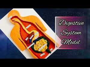 Digestive System Model/3D Model of Digestive System/Organ System Model/Science Project/Mehraf's