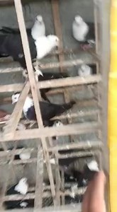 16K views · 404 reactions | کربلائی | D G Khan Pigeon Vlogs | Facebook