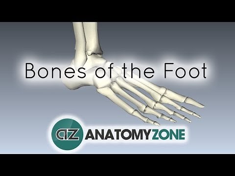 Bones of the Foot - Anatomy Tutorial